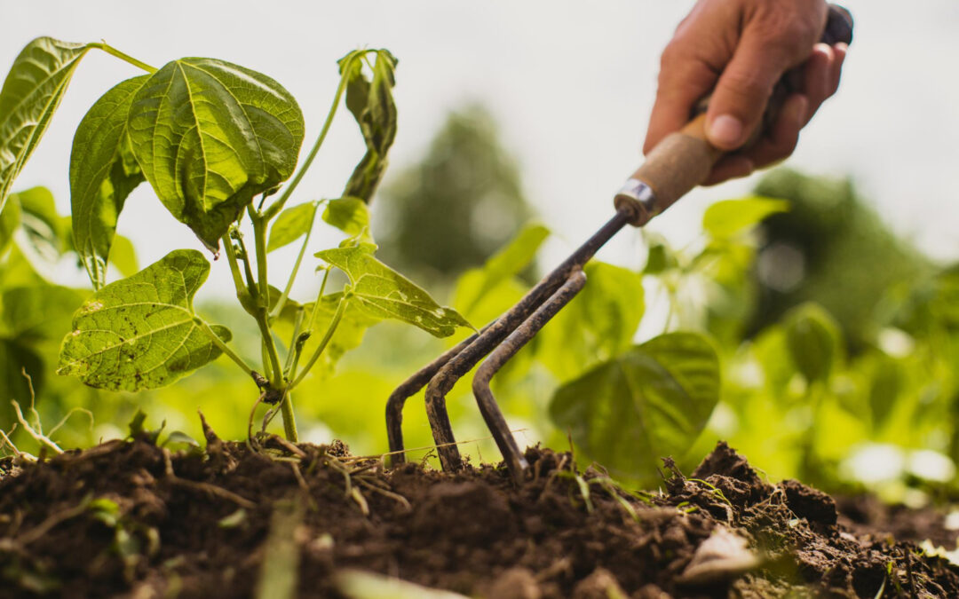 El Comité de Agricultura adopta dos decisiones para aumentar la transparencia y mejorar las notificaciones