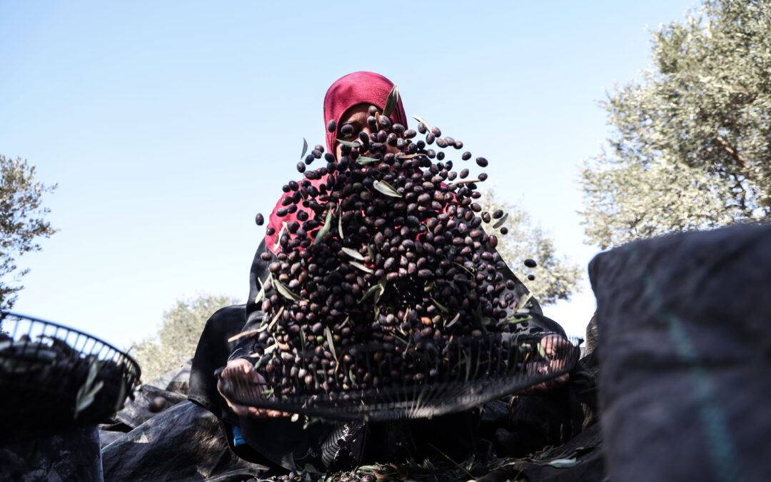 Los colonos israelíes siembran de violencia la recogida de la aceituna en Cisjordania
