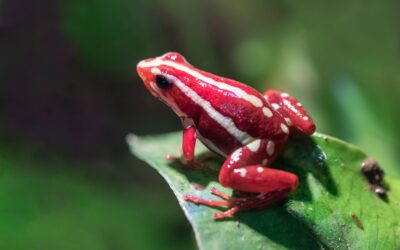 Así actúa la toxina de la rana dardo que mató al opositor ruso Navalni: ataca el sistema nervioso y es letal con una dosis ínfima